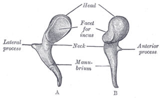 <i>Malleus</i> Bone of the middle ear