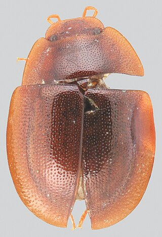 <i>Helopeltarium</i> Genus of beetles