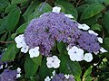 Hortenziovité: hortenzie drsná (Hydrangea aspera)