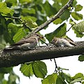 Adult with fledged juvenile; Niedersachsen, Germany