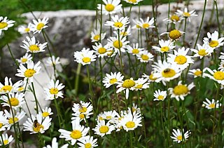 <i>Leucanthemum ircutianum</i> Species of plant