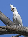 96 Little corella (Cacatua sanguinea gymnopis) Blanchetown uploaded by Charlesjsharp, nominated by Charlesjsharp,  18,  0,  0