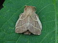 Malacosoma neustria (Linnaeus, 1758)