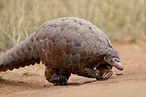 A ground pangolin Manis temminckii (29645803646).jpg