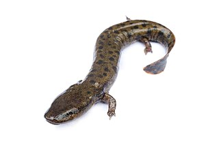 <i>Necturus</i> Genus of amphibians