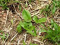 Neottia ovata Germany - Rheinwald bei Karlsruhe