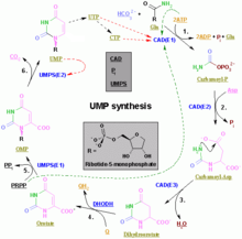 Pyrimidine de Novo pathway Nucleotides syn2.png