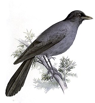 <span class="mw-page-title-main">Sichuan jay</span> Species of bird