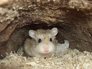 <span class="mw-page-title-main">Roborovski dwarf hamster</span> Species of rodent