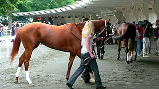 Rags to Riches (horse) American-bred Thoroughbred racehorse