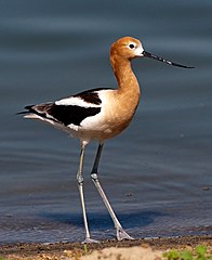 American Avocet. Photo by Kevin Cole.