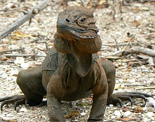 <span class="mw-page-title-main">Rhinoceros iguana</span> Species of iguana endemic to the Caribbean