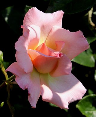 <i>Rosa</i> Compassion Pink blend modern climbing rose cultivar