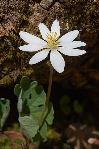 <i>Sanguinaria</i> Genus of flowering plants in the poppy family Papaveraceae