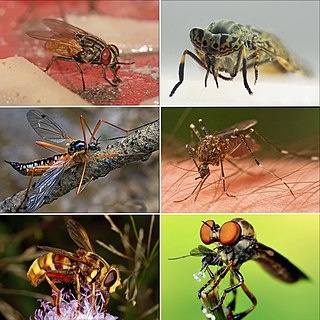 <span class="mw-page-title-main">Fly</span> Order of insects