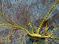 Soft coral (Bali) 3.jpg