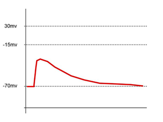 <span class="mw-page-title-main">Excitatory postsynaptic potential</span> Process causing temporary increase in postsynaptic potential