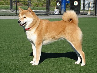 <span class="mw-page-title-main">Shiba Inu</span> Japanese dog breed