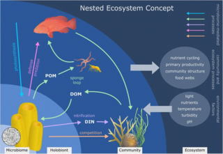 <span class="mw-page-title-main">Sponge microbiomes</span>