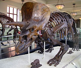 <span class="mw-page-title-main">Ceratopsia</span> Extinct suborder of Dinosaurs