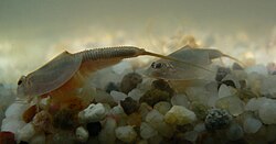 Triops australiensis