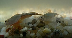 Triops australiensis