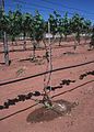 Goutte à goutte dans une vigne du Nouveau-Mexique, 2002 (USA)