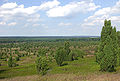 Heidelbeer-Sandheide am Nordhang des Wilseder Berges