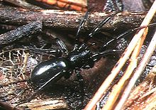 Zelotes.iriomotensis.female.-.tanikawa.jpg