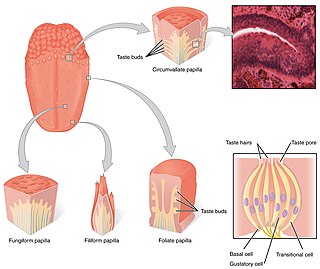 <span class="mw-page-title-main">Taste receptor</span> Type of cellular receptor that facilitates taste