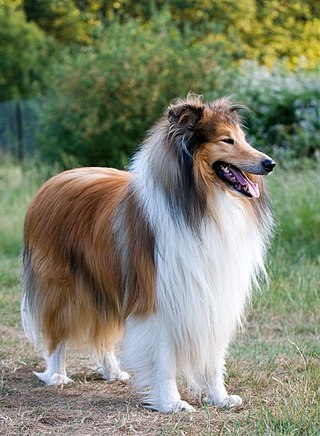 <span class="mw-page-title-main">Collie</span> Type of herding dog