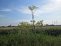 Hockenheimer Rheinbogen, Juli 2018