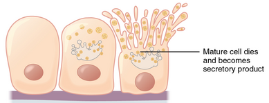 Holocrine secretion