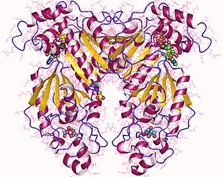 <span class="mw-page-title-main">Phosphofructokinase 2</span> Class of enzymes