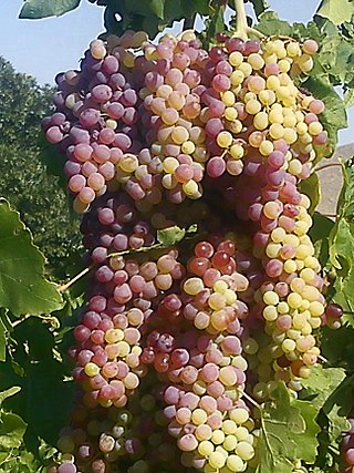 <span class="mw-page-title-main">Grape</span> Fruit growing on woody vines in clusters