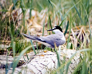 <span class="mw-page-title-main">Aleutian tern</span> Species of bird