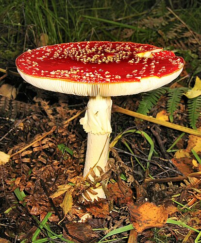 Красный мухомор (Amanita muscaria)