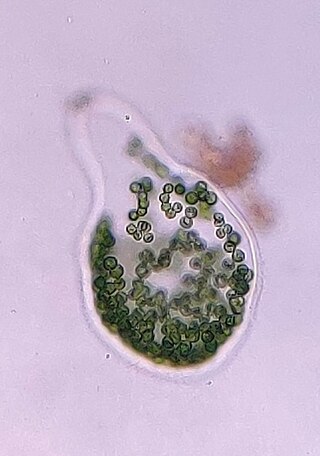 <i>Apiocystis</i> Genus of algae