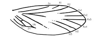 <span class="mw-page-title-main">Archaeolepis</span> Fossil insect