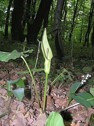 <i>Arum cylindraceum</i> Species of plant