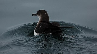 <span class="mw-page-title-main">Black-vented shearwater</span> Species of bird