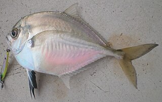 <span class="mw-page-title-main">Cleftbelly trevally</span> Species of fish