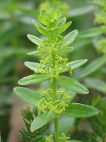 Cruciata glabra3.jpg