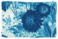 Cyanotype.jpg