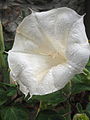 Datura wrightii