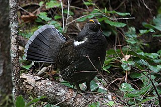 <span class="mw-page-title-main">Sooty grouse</span> Species of bird