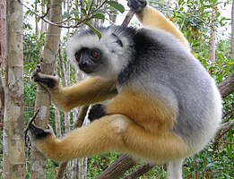 Diadeemsifaka (Propithecus diadema)