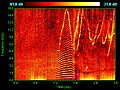 Image 27Spectrogram of dolphin vocalizations. Whistles, whines, and clicks are visible as upside down V's, horizontal striations, and vertical lines, respectively. (from Toothed whale)