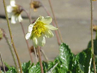 <span class="mw-page-title-main">Dryadoideae</span> Subfamily of flowering plants