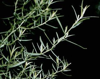 <span class="mw-page-title-main">Tarragon</span> Species of flowering plant in the daisy family Asteraceae